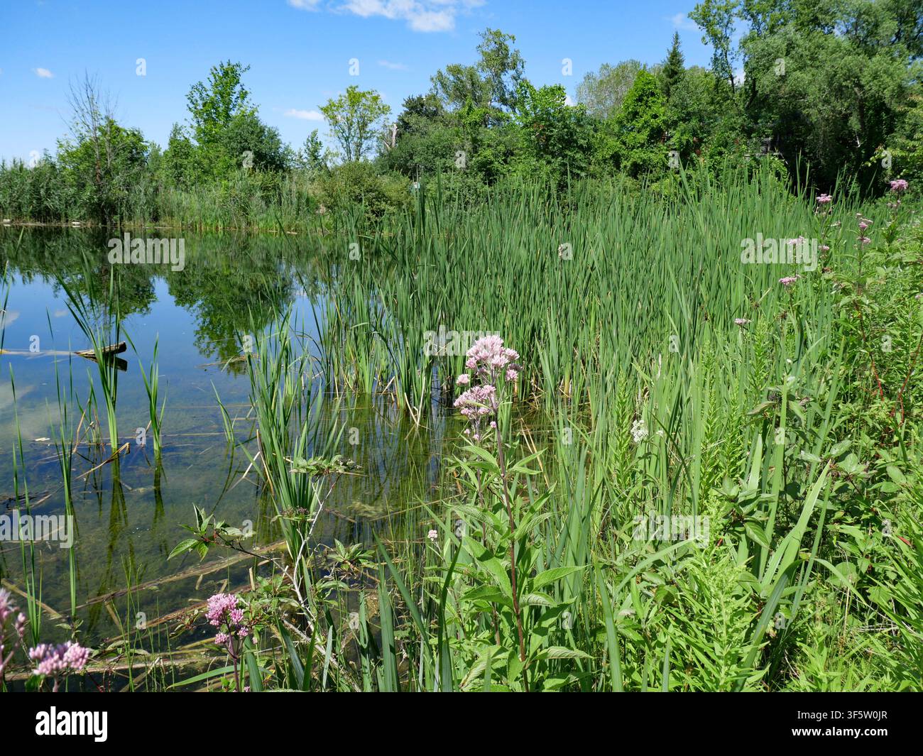 Teich umgeben von Schilf und Wildblumen Stockfoto