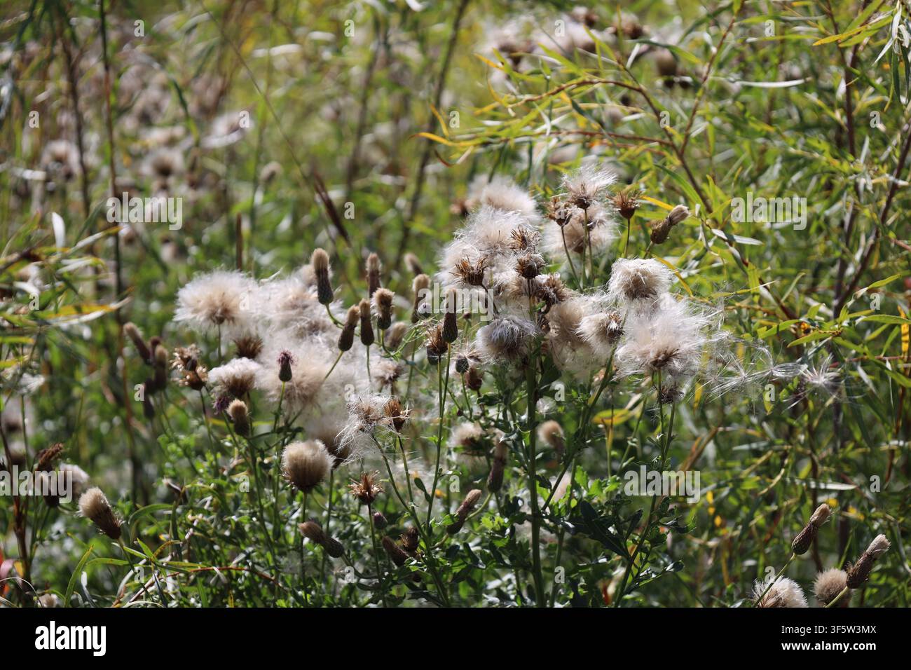 Sommerblüten lassen ihre flauschigen Samen an einem sonnigen Tag in den Wind entweichen, während der Herbst naht (Nahaufnahme) Stockfoto