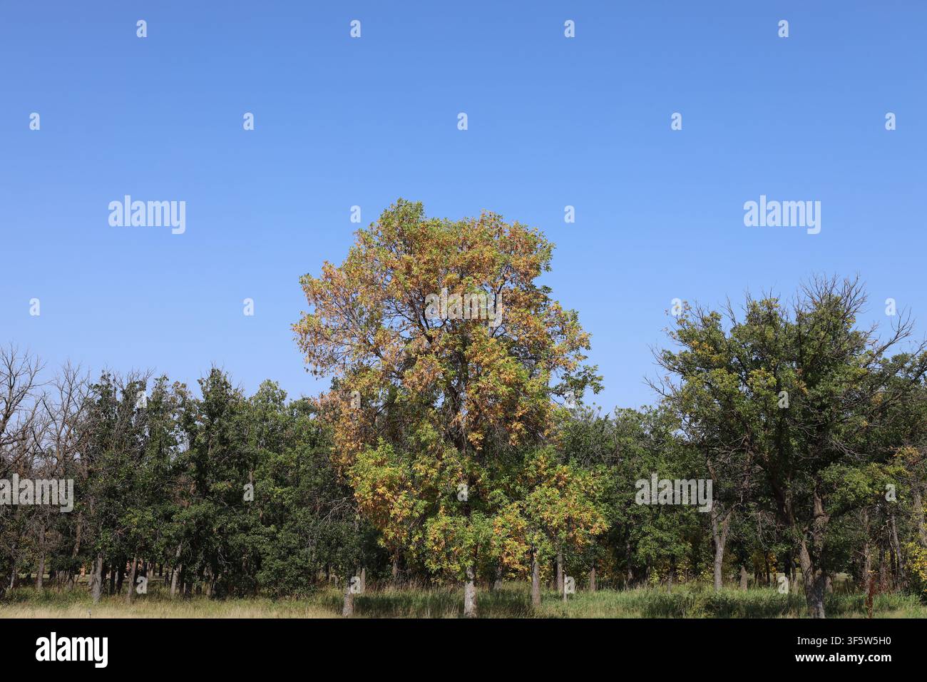 einzelner Baum in Herbstfarben vor grünen Bäumen unter tiefblauem Himmel (saisonal, Landschaft) Stockfoto