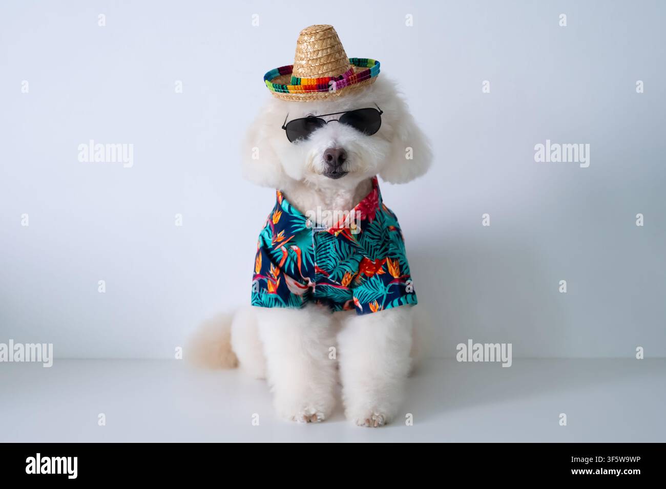 Ein cooler weißer Pudel, der für einen tropischen Inselurlaub in einem farbenfrohen Outfit gekleidet ist. Stockfoto