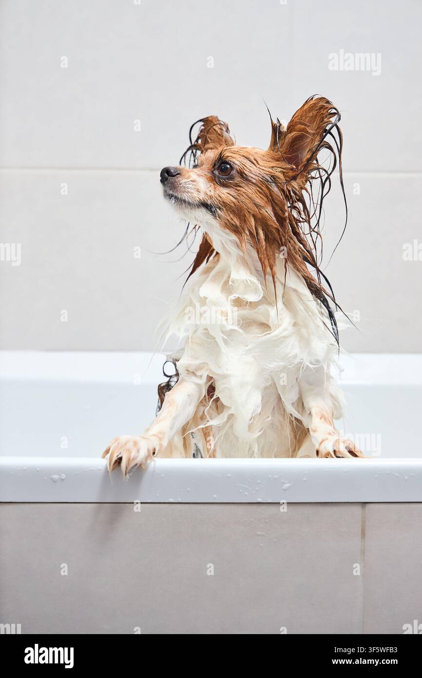 Nasser Papillon-Hund steht in einer weißen Badewanne während der Pflege. Süßer Continental Toy Spaniel-Welpe mit großen Schmetterlingsohren schaut seitwärts nach oben. Klein Stockfoto