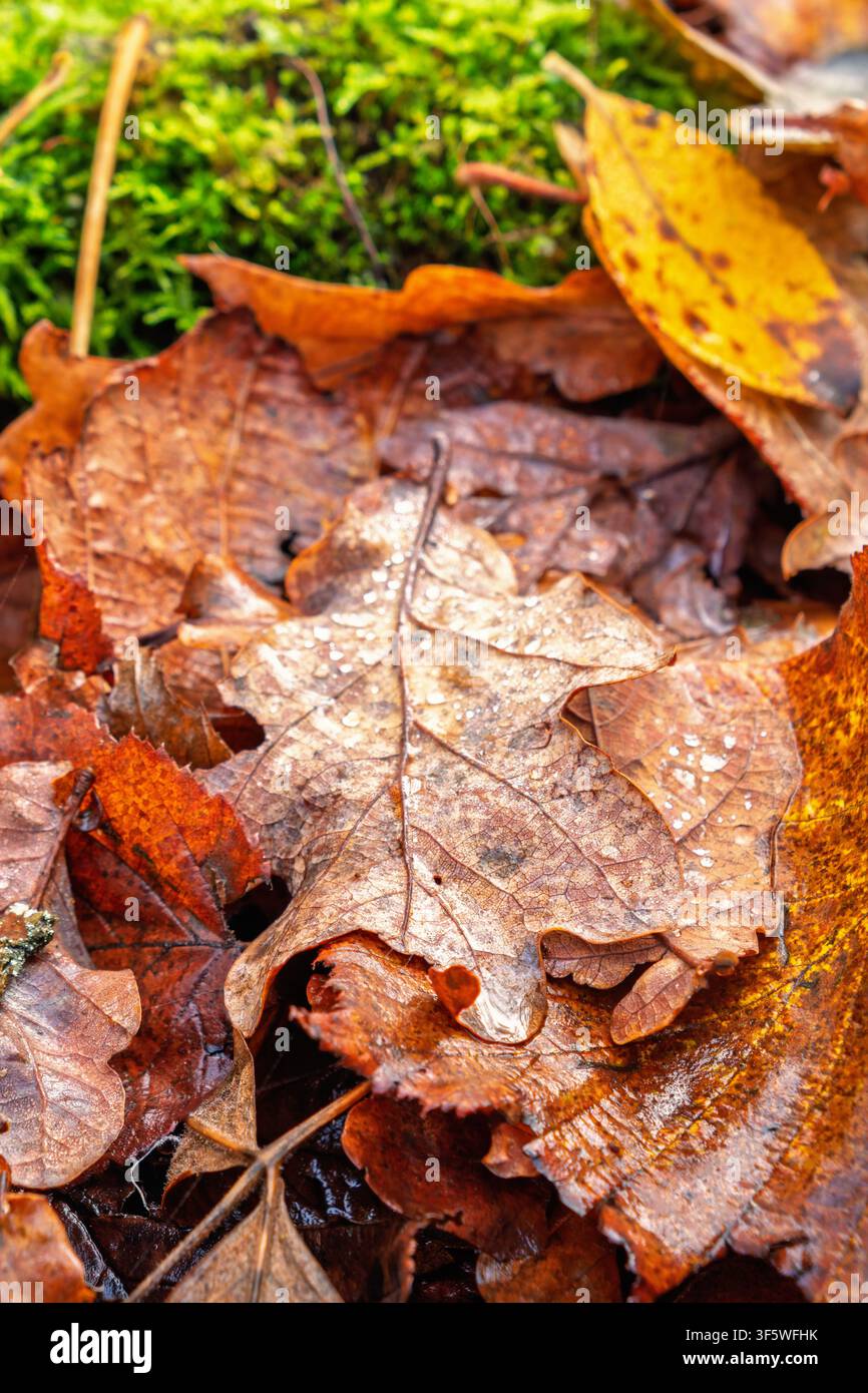 Herbstliches Laub auf dem Boden verrotten Stockfoto