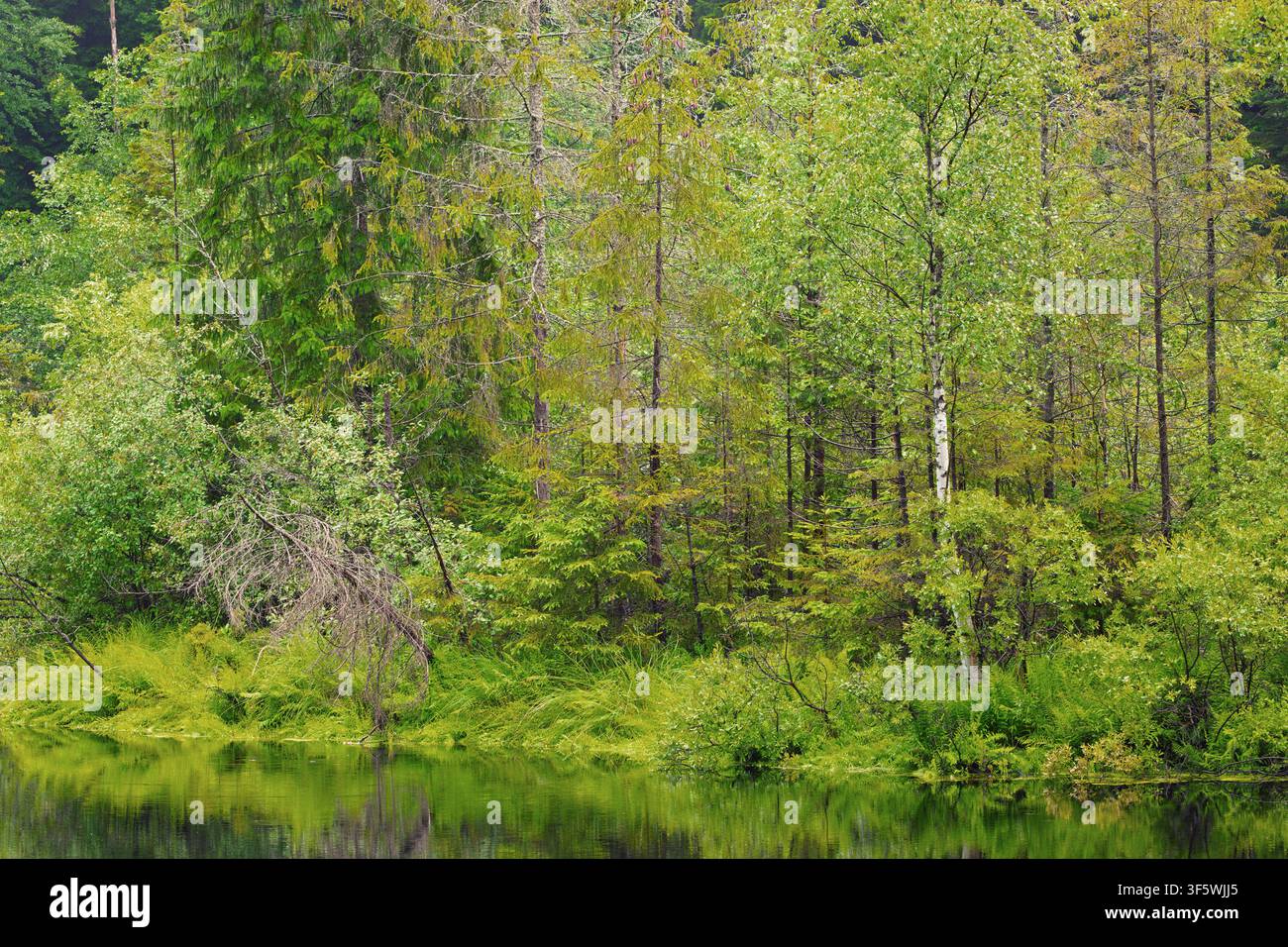Sommer-Natur-Hintergrund grünes Laub von Weiden und Teichwasser idyllische ruhige Ansicht Stockfoto