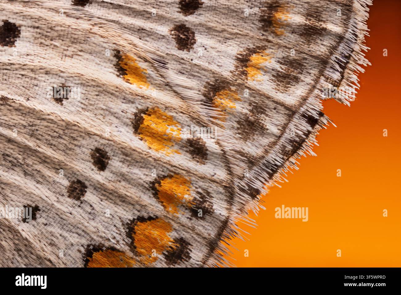 Extremer Makroaufnahm von Schmetterlingsflügelnschuppen mit orangefarbenem und schwarzem Muster Stockfoto