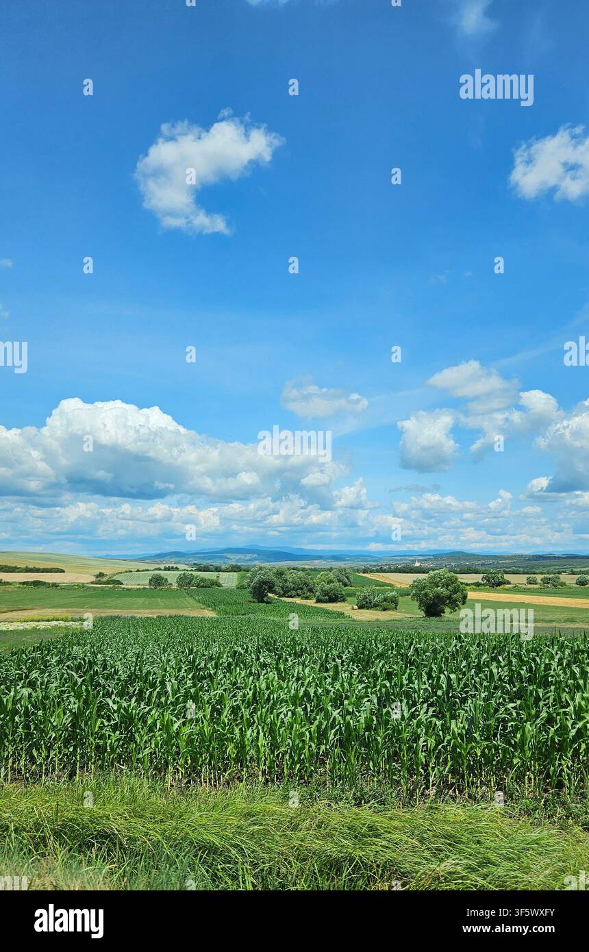 Ein üppiges grünes Maisfeld, das sich unter einem lebendigen blauen Sommerhimmel, der von flauschigen weißen Wolken erfüllt ist, über die Landschaft erstreckt. Eine friedliche ländliche Landschaft, die Landwirtschaft, Ackerland und natürliche Schönheit zeigt. - Smartphone-aufgenommenes Stockfoto