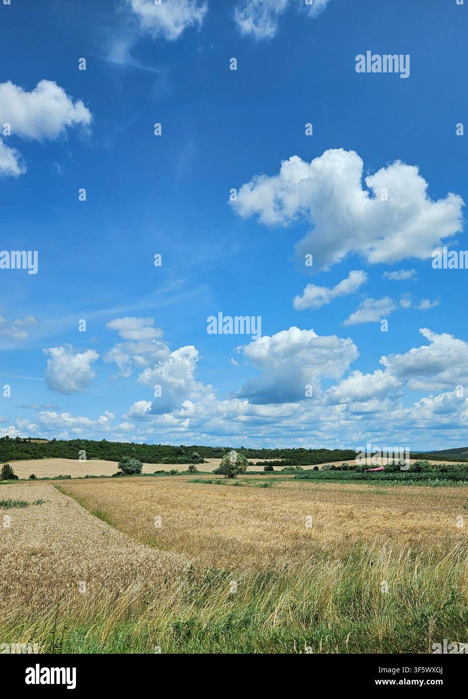 Ein weites goldenes Maisfeld, das sich über die Landschaft erstreckt, unter einem lebhaften blauen Sommerhimmel mit flauschigen weißen Wolken. Eine friedliche ländliche Landschaft, die Landwirtschaft, Natur und landschaftliche Schönheit zeigt. - Smartphone-aufgenommenes Stockfoto
