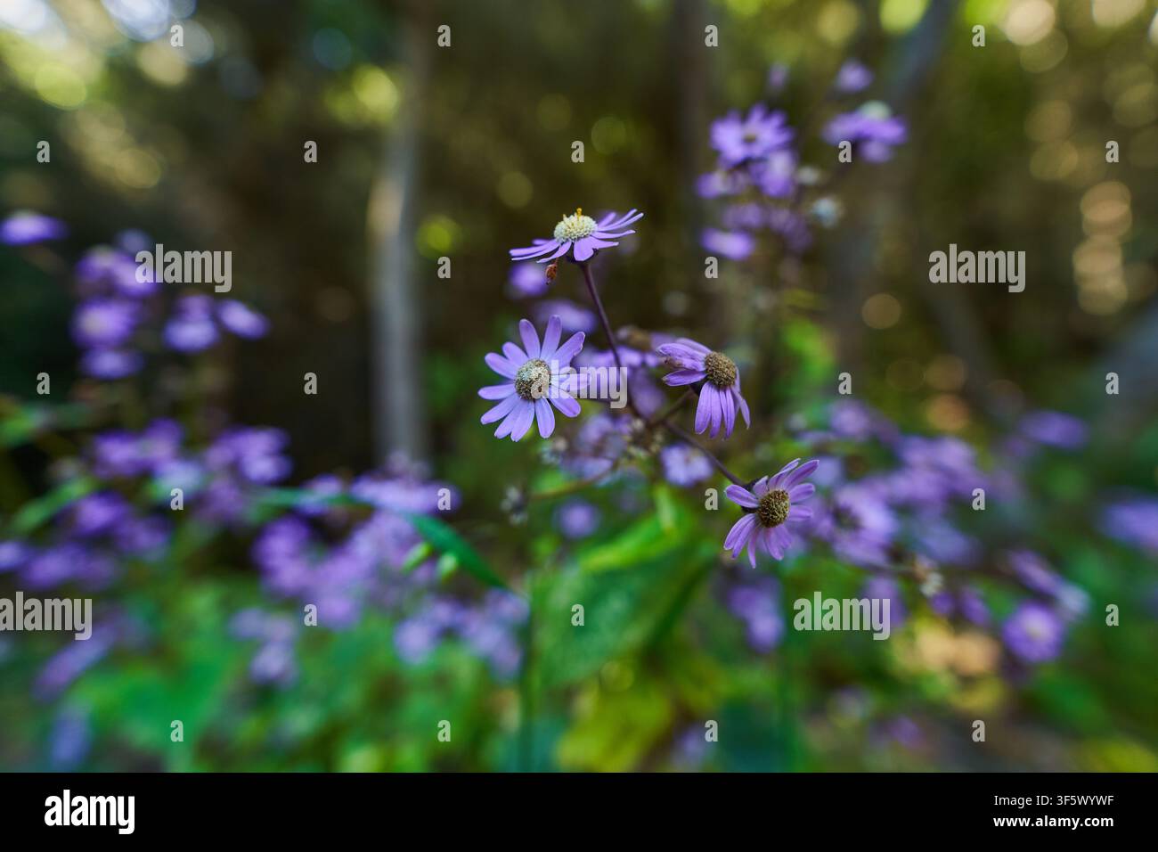 Lila blumenähnliche Blüten des endemischen Flor de Mayo, die im Lorbeerwald von Teno blühen Stockfoto