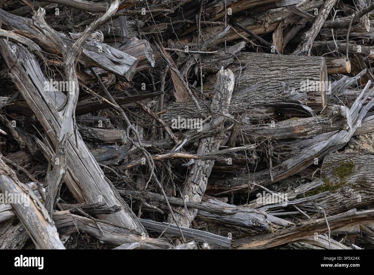 Ein dichter Haufen verwittertes Holz und gefallener Baumstämme mit verworrenen Ästen, rissiger Rinde und gedämpften Tönen. Rustikale Textur geeignet für Hintergründe, Umgebungen Stockfoto
