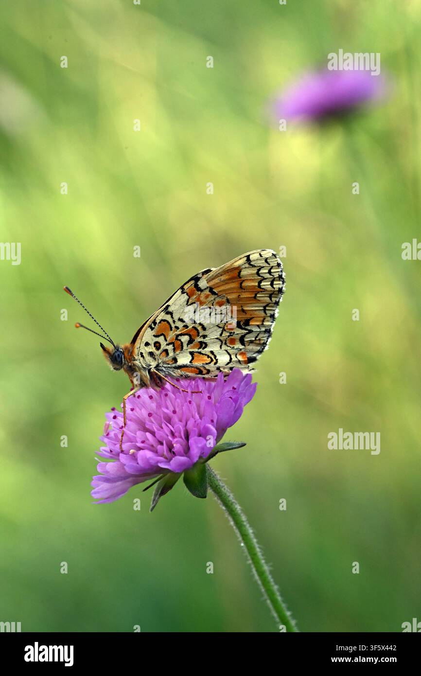 Weiblicher Knabenkraut-Falter, Melitaea phoebe, auf einer violetten Blume der Feld-Schotterdistel, Knautia arvensis Stockfoto