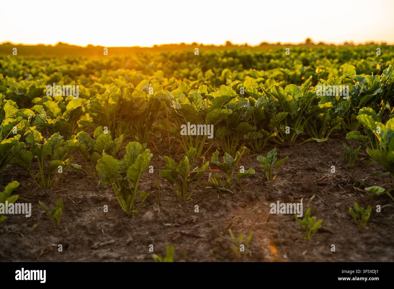 Zuckerrüben-Ernte, die während der goldenen Stunde bei Sonnenuntergang auf einem bewirtschafteten Feld wächst, Landwirtschafts- und Agrarindustrie Stockfoto
