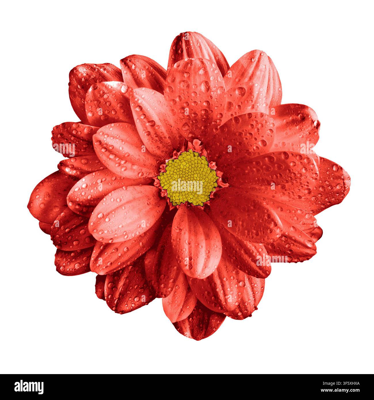 Surrealer dunkler Chromroter Gerbera-Blumenmakro isoliert auf Weiß Stockfoto