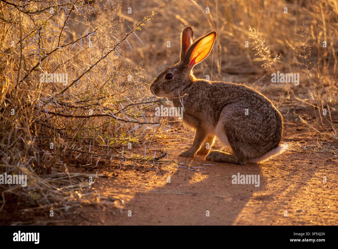 Ein Kap-Hasen im afrikanischen Busch, Namibia, Afrika Stockfoto
