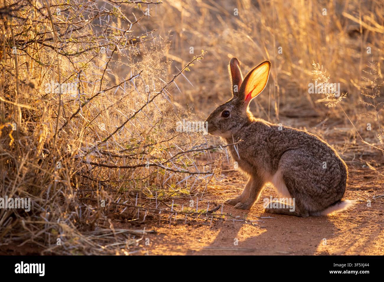 Ein Kap-Hasen im afrikanischen Busch, Namibia, Afrika Stockfoto