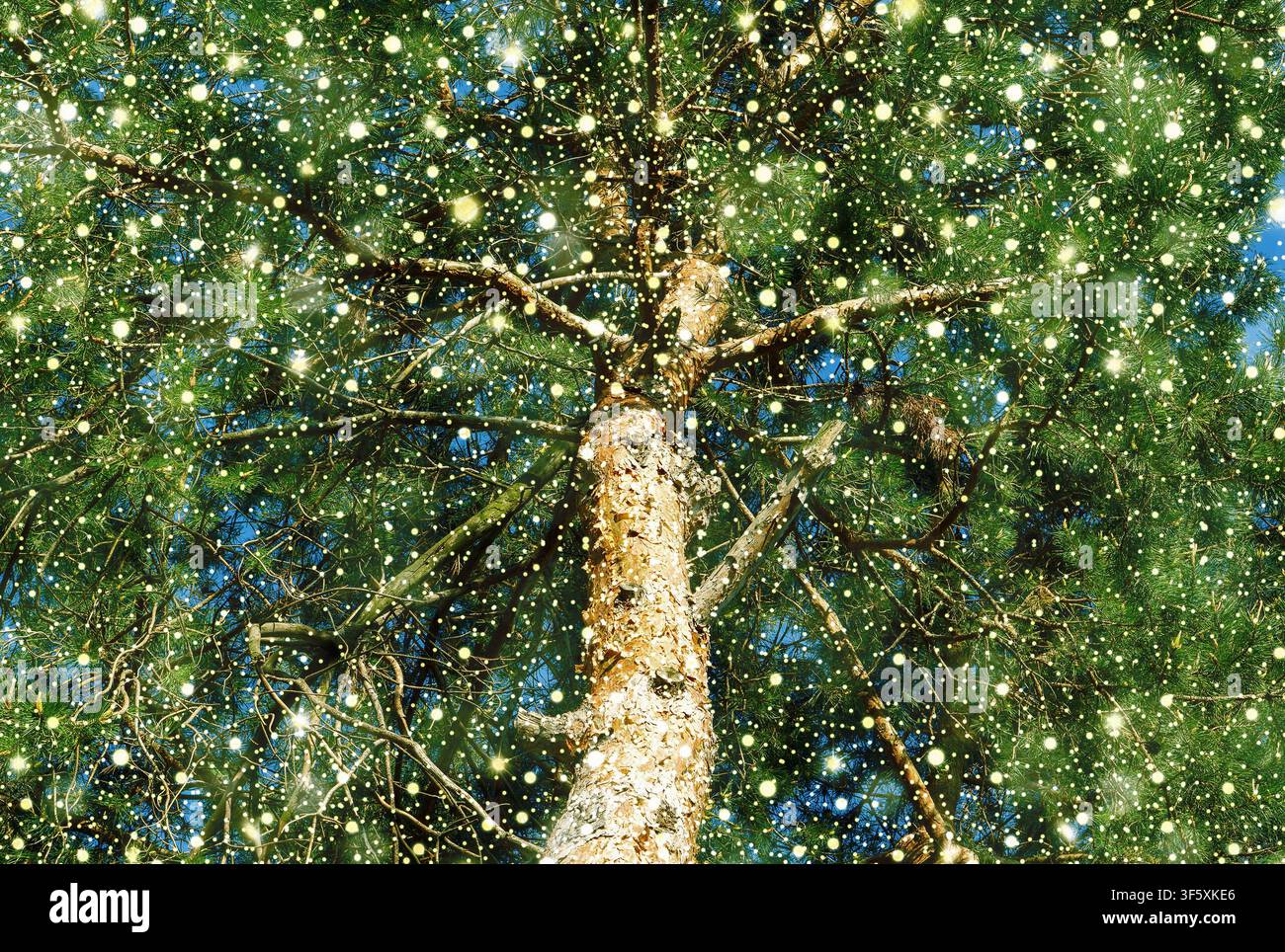 Weihnachtsbaum, goldene Geschenkschachtel, Kugeln, Spielzeugbär, Süßigkeiten und Dekoration Stockfoto