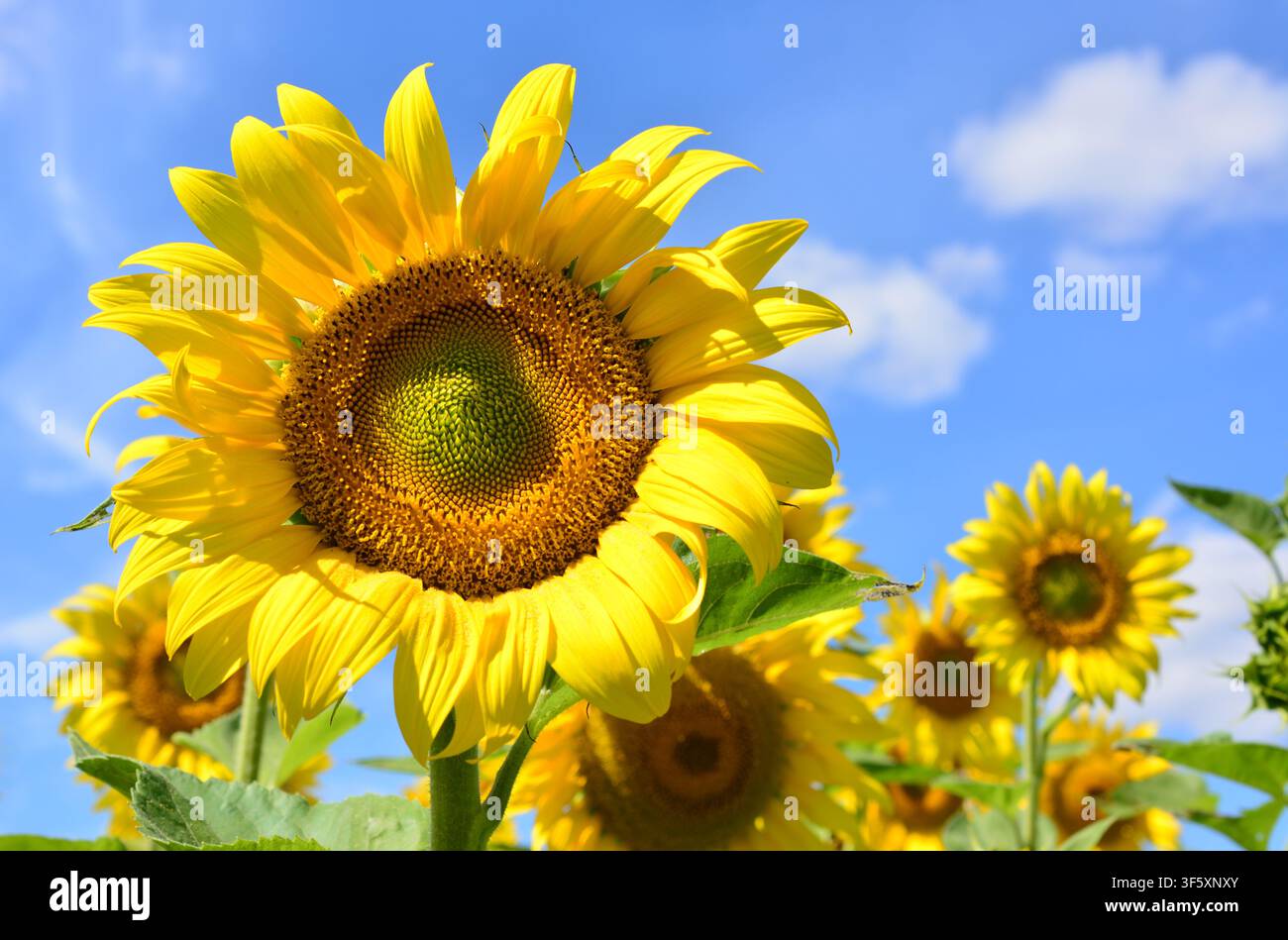 Eine Vorderansicht einer leuchtend gelben Sonnenblume auf dem Feld mit blauem Himmel und Kopierraum Stockfoto