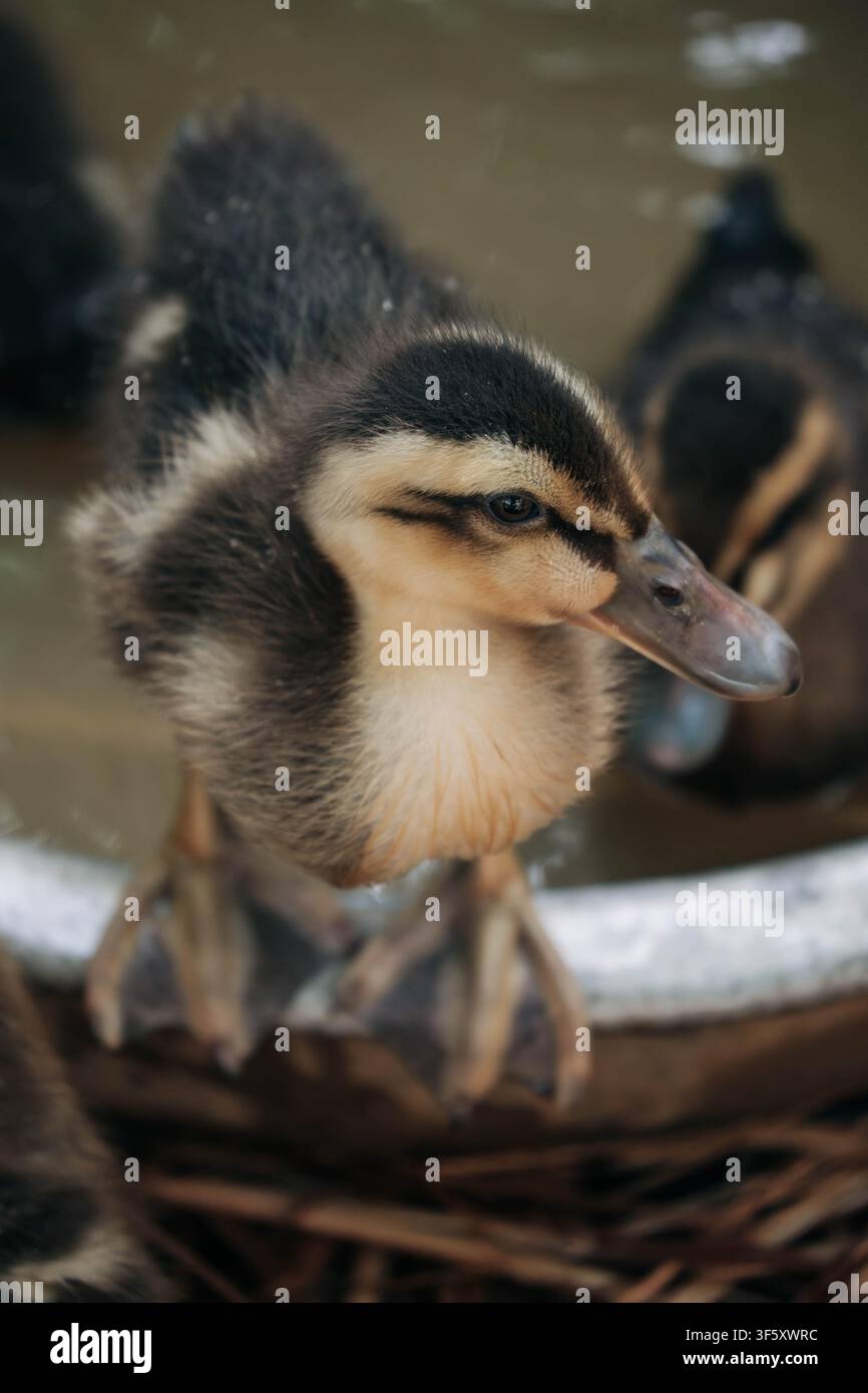 Eine detaillierte Makroaufnahme zeigt einen kleinen jungen Vogel mit weichem braunen und gelben Daunenfedern, der am Rand eines silbernen Beckens in einer Bauernhofumgebung steht. Stockfoto