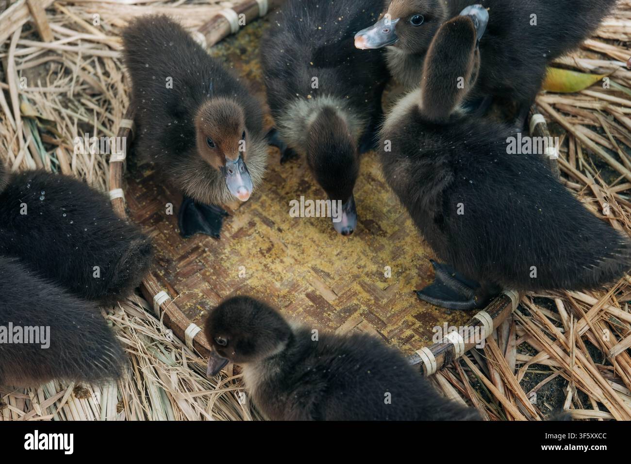 Eine detaillierte Makroaufnahme zeigt einen kleinen jungen Vogel mit weichem braunen und gelben Daunenfedern, der am Rand eines silbernen Beckens in einer Bauernhofumgebung steht. Stockfoto