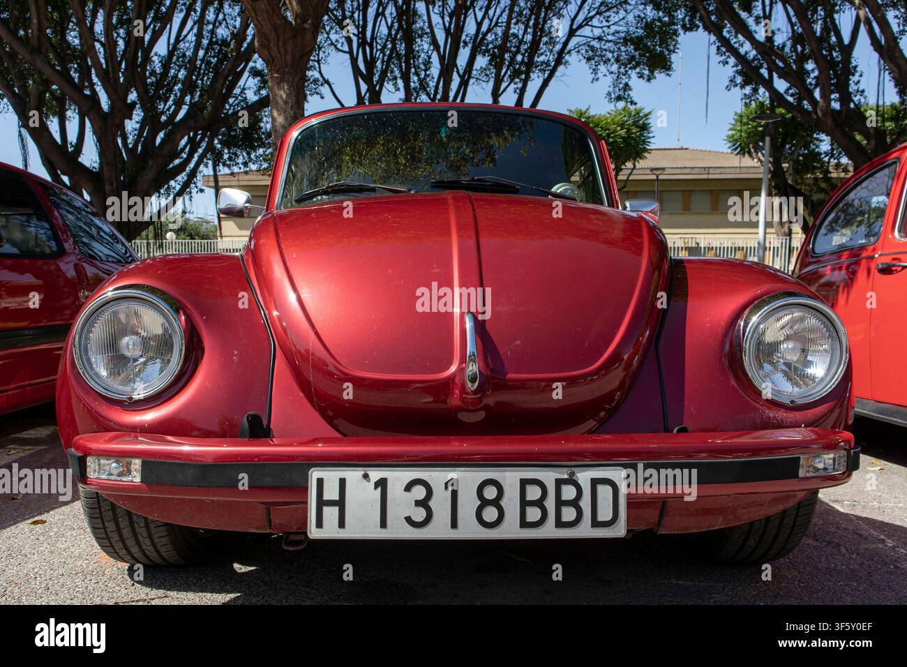 Tavernes Blanques, Spanien – 14. Juni 2026. Ein vintage dunkelroter metallischer Volkswagen Beetle ist mit der Front zur Kamera geparkt. Er hat runde Scheinwerfer Stockfoto