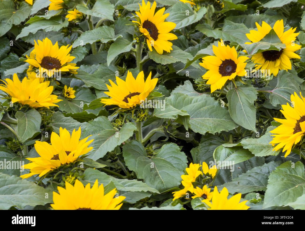Gewöhnliche Sonnenblumen, Helianthus annuus, zeigen lebhafte gelbe Blütenblätter und dunkelbraune Zentren zwischen sich überlappenden grünen Blättern und sich entwickelnden Knospen Stockfoto