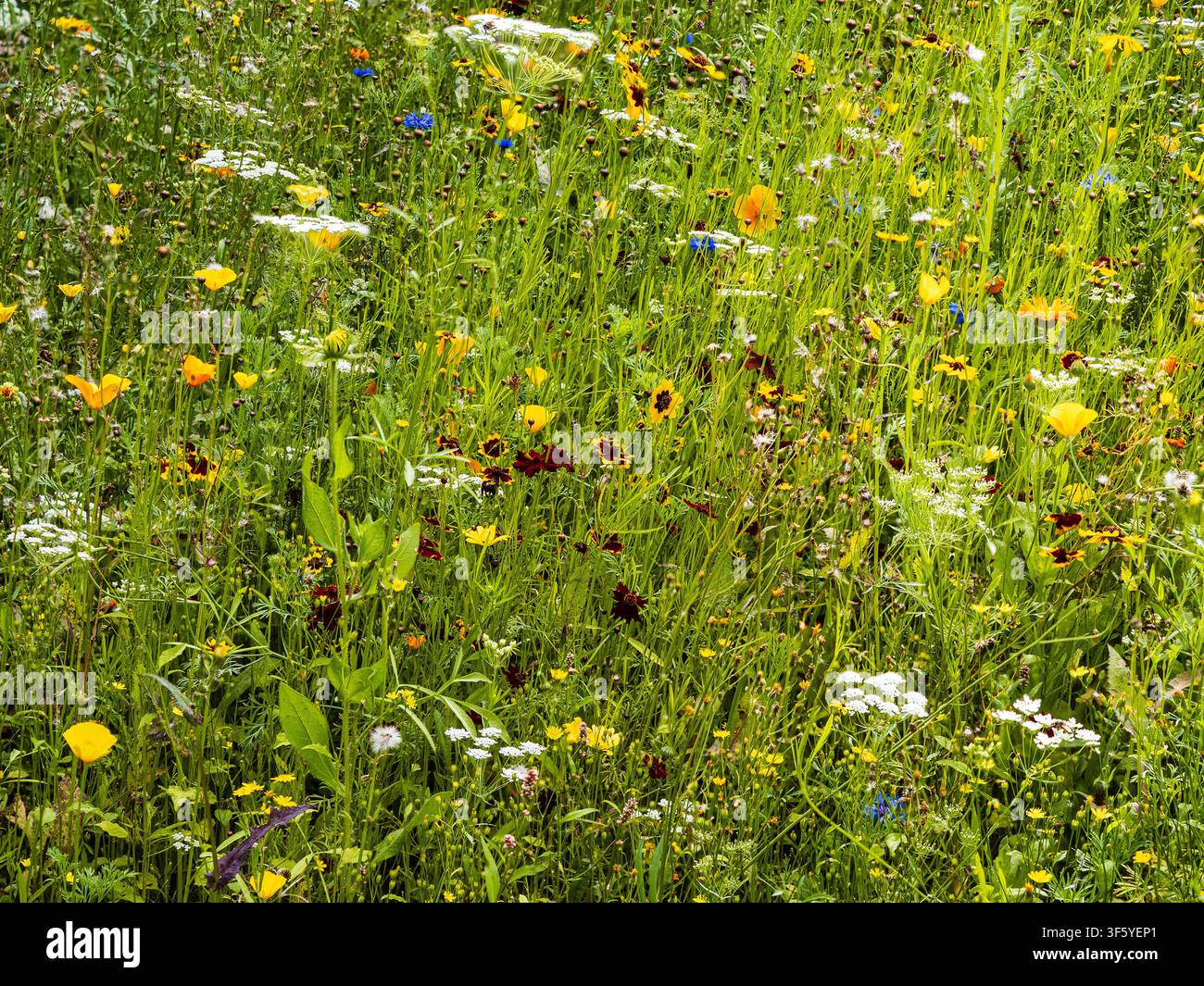 Robuste einjährige Wildblumenwiese mit Ringelblume, kalifornischem Mohn, Kornblume, Bidens und anderen im August Stockfoto
