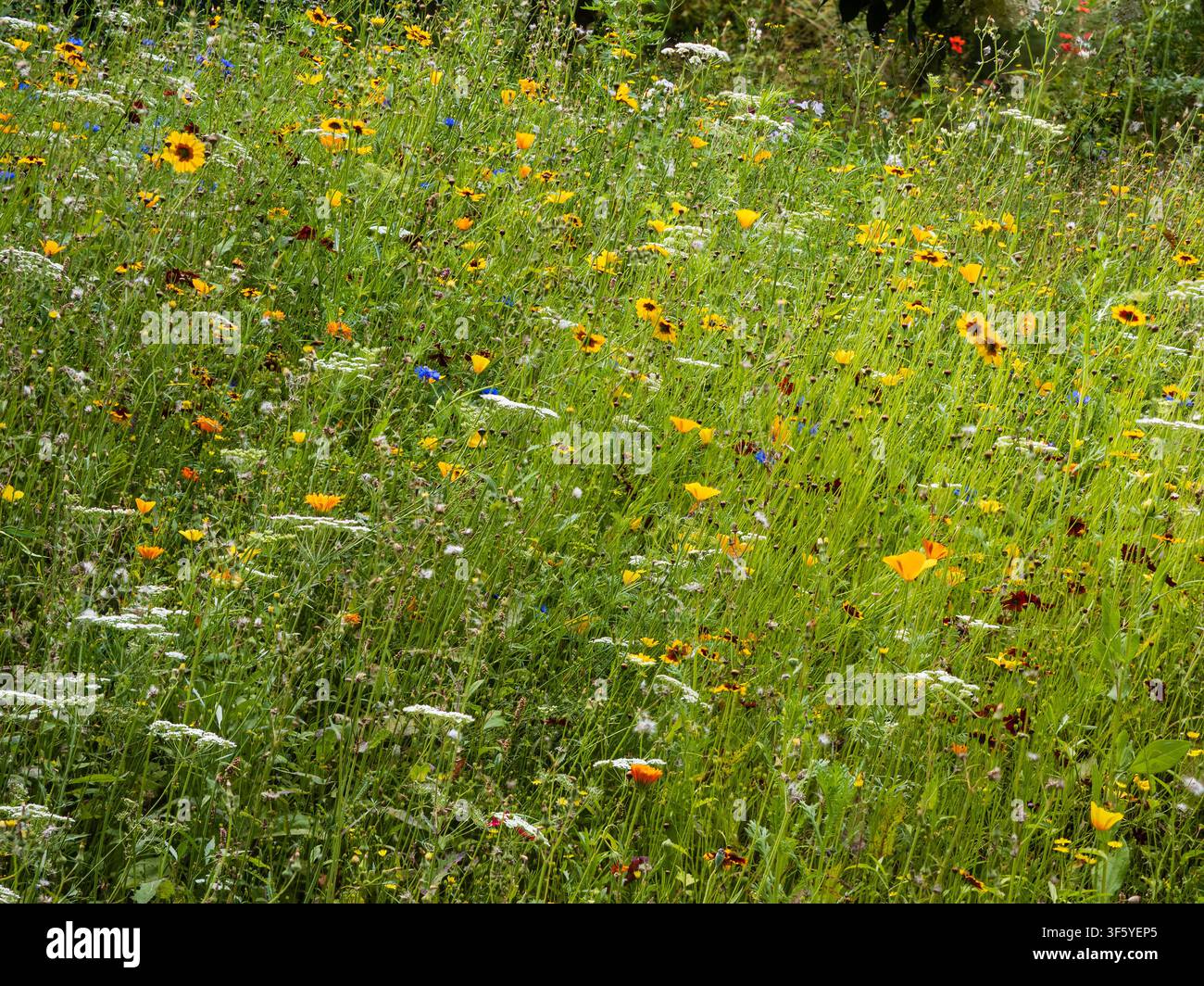 Robuste einjährige Wildblumenwiese mit Ringelblume, kalifornischem Mohn, Kornblume, Bidens und anderen im August Stockfoto