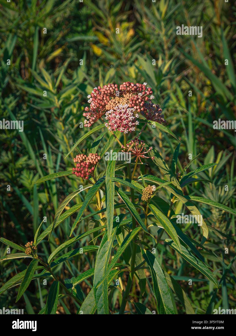 Lebendige rosa Schwanenblumen blühen in einer üppigen grünen natürlichen Wiese während des Sommers im Freien Stockfoto