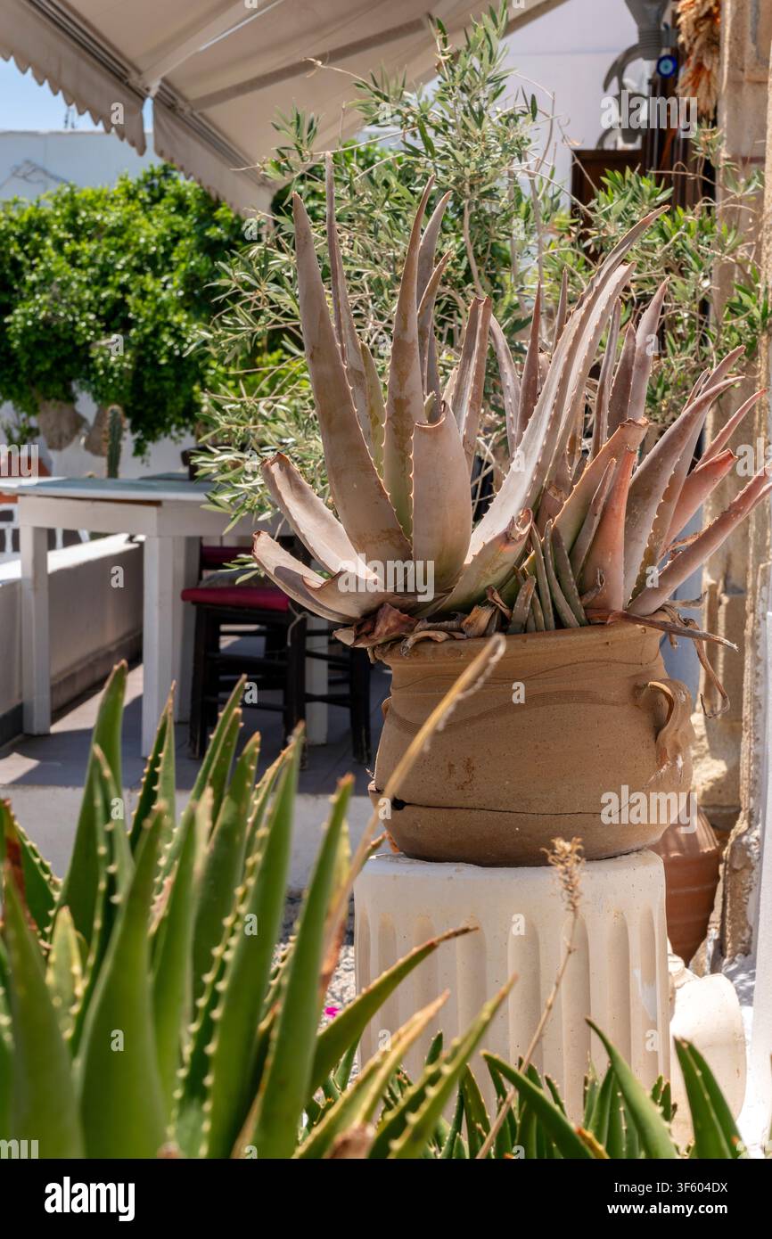 Eine Topfpflanze mit Aloe Vera steht auf einem weißen Podest im Außenbereich eines Cafés in Lindos, Griechenland. In der Nähe befinden sich grüne Bäume und Tische, die für d Stockfoto