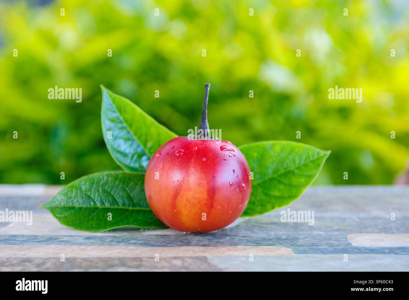 Nahaufnahme einer frischen, runden Baumtomate (Tamarillo) mit lebhaften roten und orangen Tönen, bedeckt mit Wassertropfen. Hervorhebung ihrer Frische und Natürlichkeit oder Stockfoto