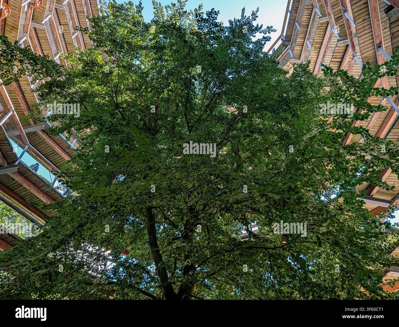 Binz, Rügen, Mecklenburg-Vorpommern, Deutschland – 23. Juli 2026: Grünes Buchenlaubdach im Baumwipfelpfad-Beobachtungsturm Stockfoto