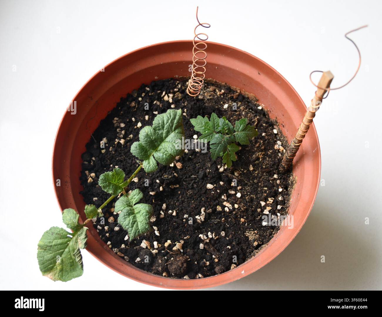 Ein Blumentopf mit wachsenden Kirschtomaten- und Rettichpflanzen, der städtische Gartenarbeit, Heimnutzung, Nachhaltigkeit und Bio-Lebensmittel repräsentiert Stockfoto