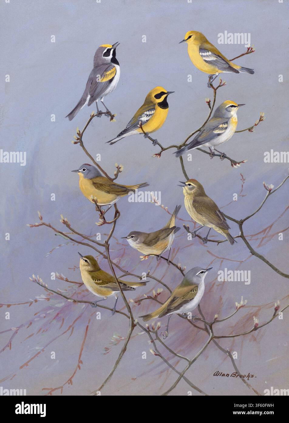 Historische Vogelplattengrafik des Goldflügel-Buschsingers (Vermivora chrysoptera), des Blauflügel-Buschsingers (Vermivora cyanoptera), des Lawrence-Buschsingers, des Brewster-Buschsingers, des Nashville-Buschsingers (Leiothlypis ruficapilla), des Orangekrönchen-Buschsingers (Leiothlypis celata) und des Tennessee-Buschsingers (Leiothlypis peregrina) von Allan Brooks, die nordamerikanische Buschsingervögel einschließlich seltener Hybridformen darstellt, entstanden ca. 1927–1929. Stockfoto