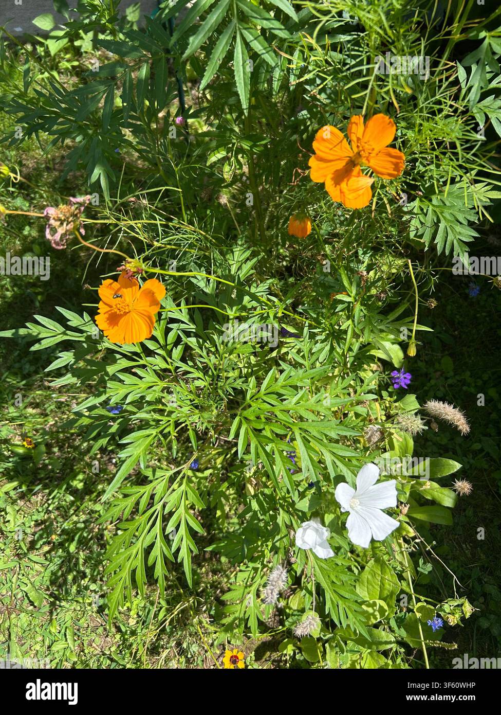 Bunte Blumen Stockfoto