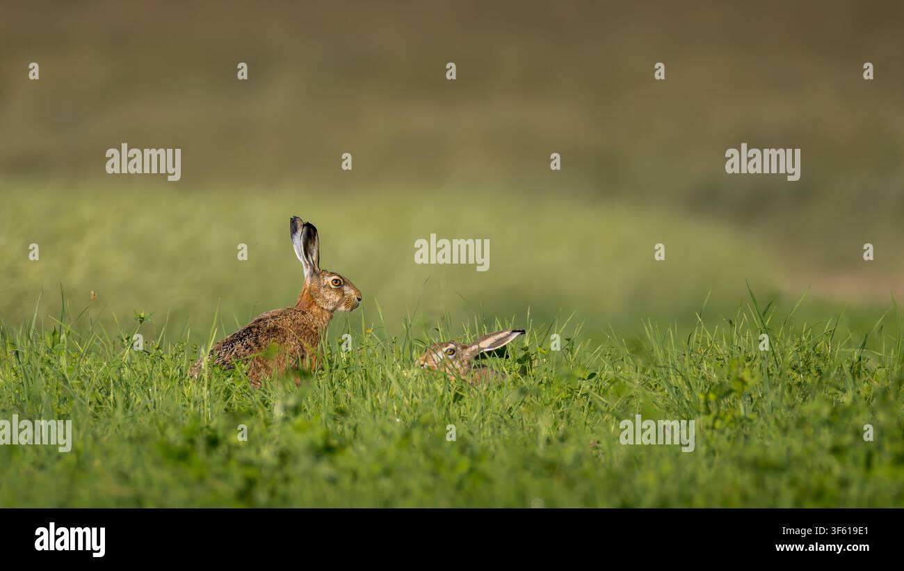 Zwei europäische Braune Hasen sitzen in einem grünen Grasfeld Stockfoto