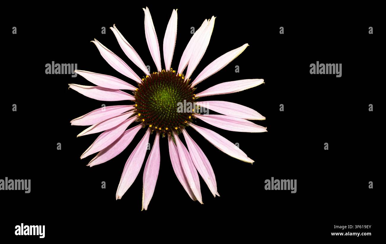 Purpur-Sonnenhut (Echinacea purpurea) Blick von oben Makroaufnahme isoliert auf schwarzem Hintergrund Symmetrie Stockfoto