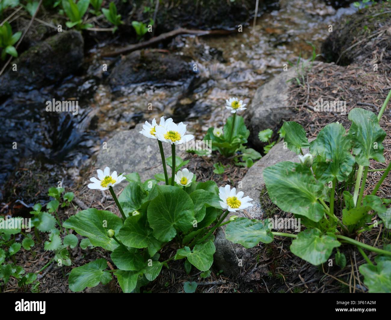 Weißer Sumpfdotterblume (Caltha leptosepala) blüht neben einem Gebirgsbach entlang des Jean Lunning Trails in den Colorado Rocky Mountains, USA. Stockfoto