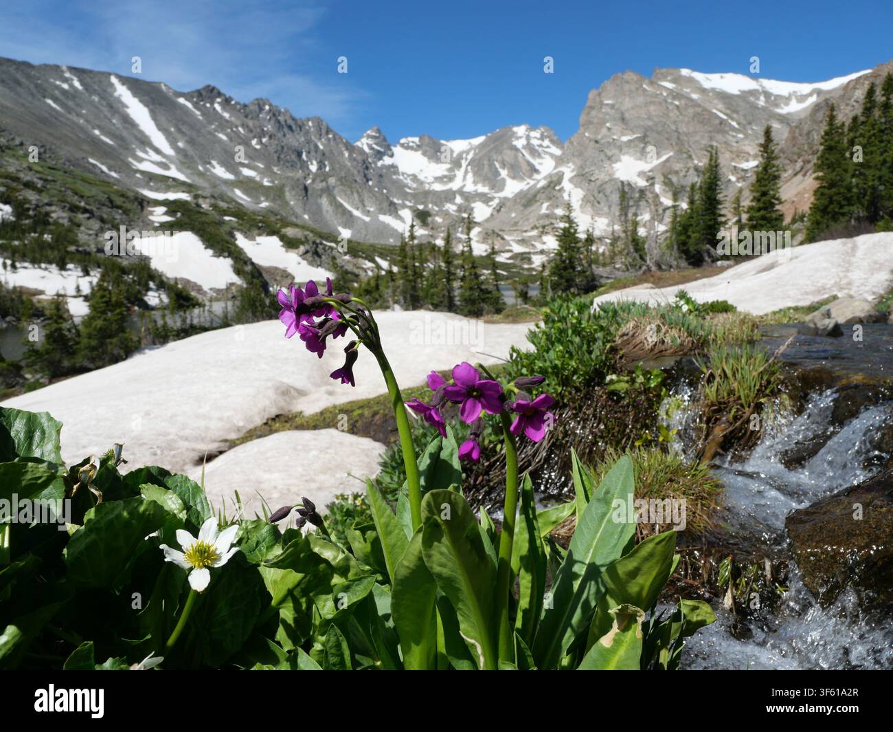 Parry's Primel (Primula parryi) blüht neben einem Schmelzwasserbach in der Nähe des Lake Isabelle mit dem Shoshoni Peak, Colorado Rocky Mountains, USA. Stockfoto