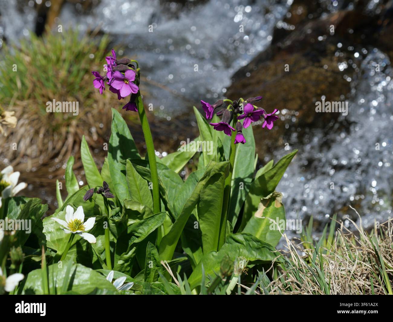 Parry's Primel (Primula parryi) blüht neben einem Gebirgsbach in der Nähe des Lake Isabelle, Colorado Rocky Mountains, USA. Stockfoto