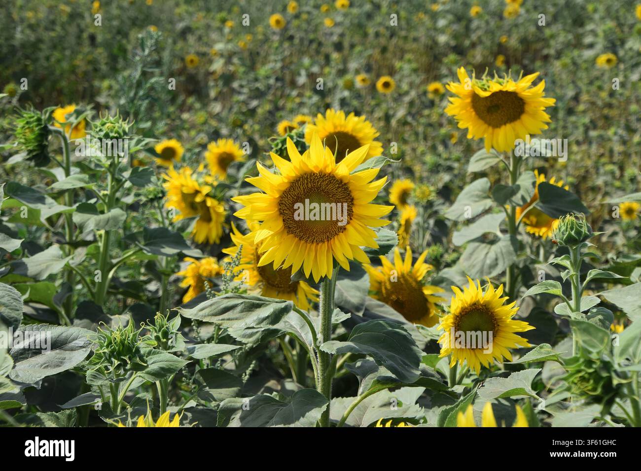 Hellgelbe Sonnenblumen blühen in einem sommerlichen Sonnenblumenfeld Stockfoto
