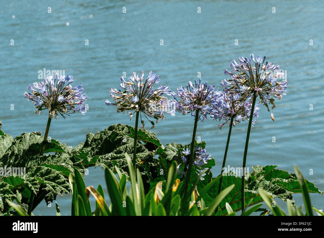 Lila Agapanthus-Blüten erblühen auf hohen Stängeln neben dem Wasser, ihre kugelförmigen Büschel vor einem ruhigen blauen Hintergrund Stockfoto