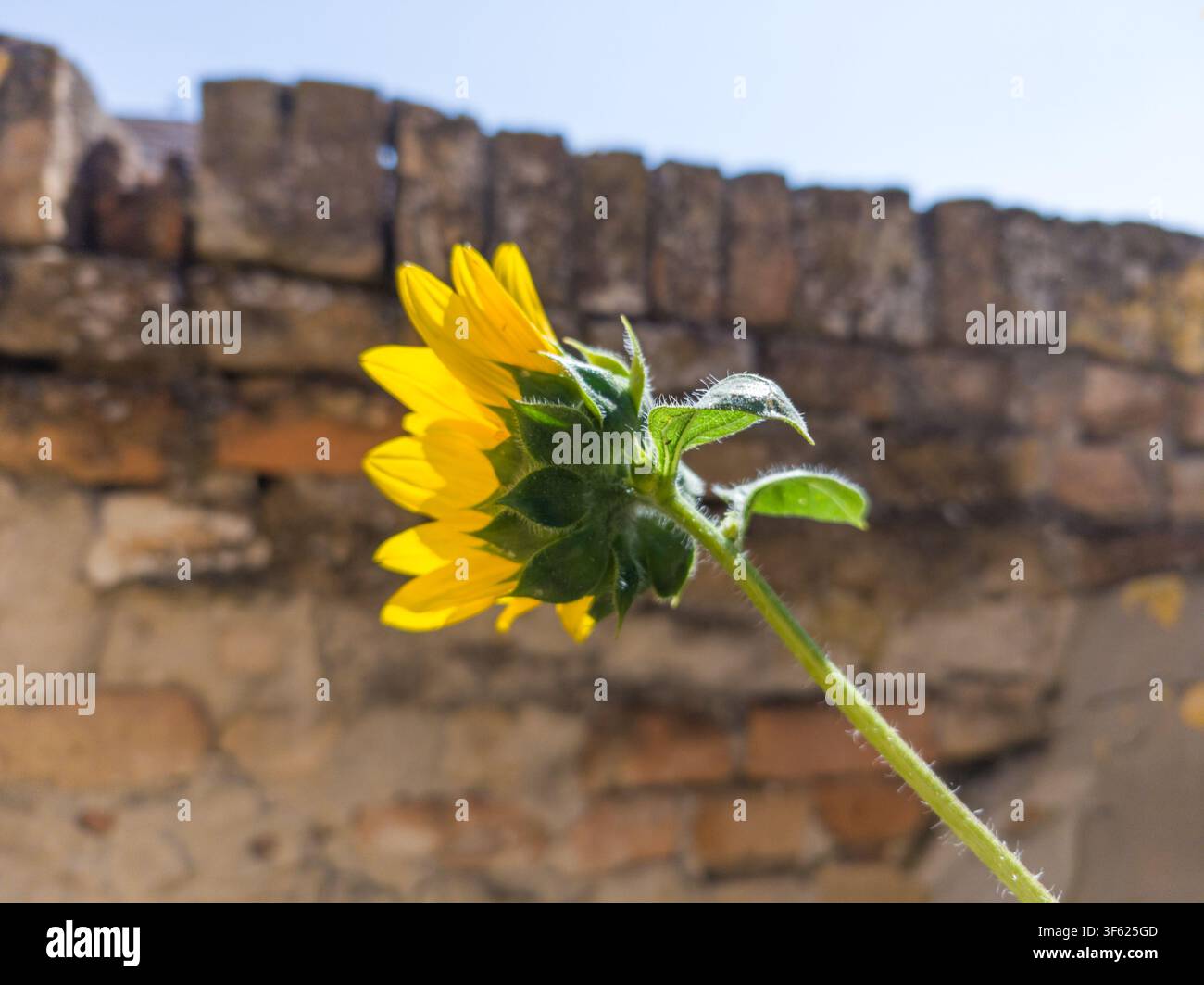 Seitenansicht eines gelben Sonnenblumes, das vor einer alten rustikalen Ziegelmauer blüht. Stockfoto