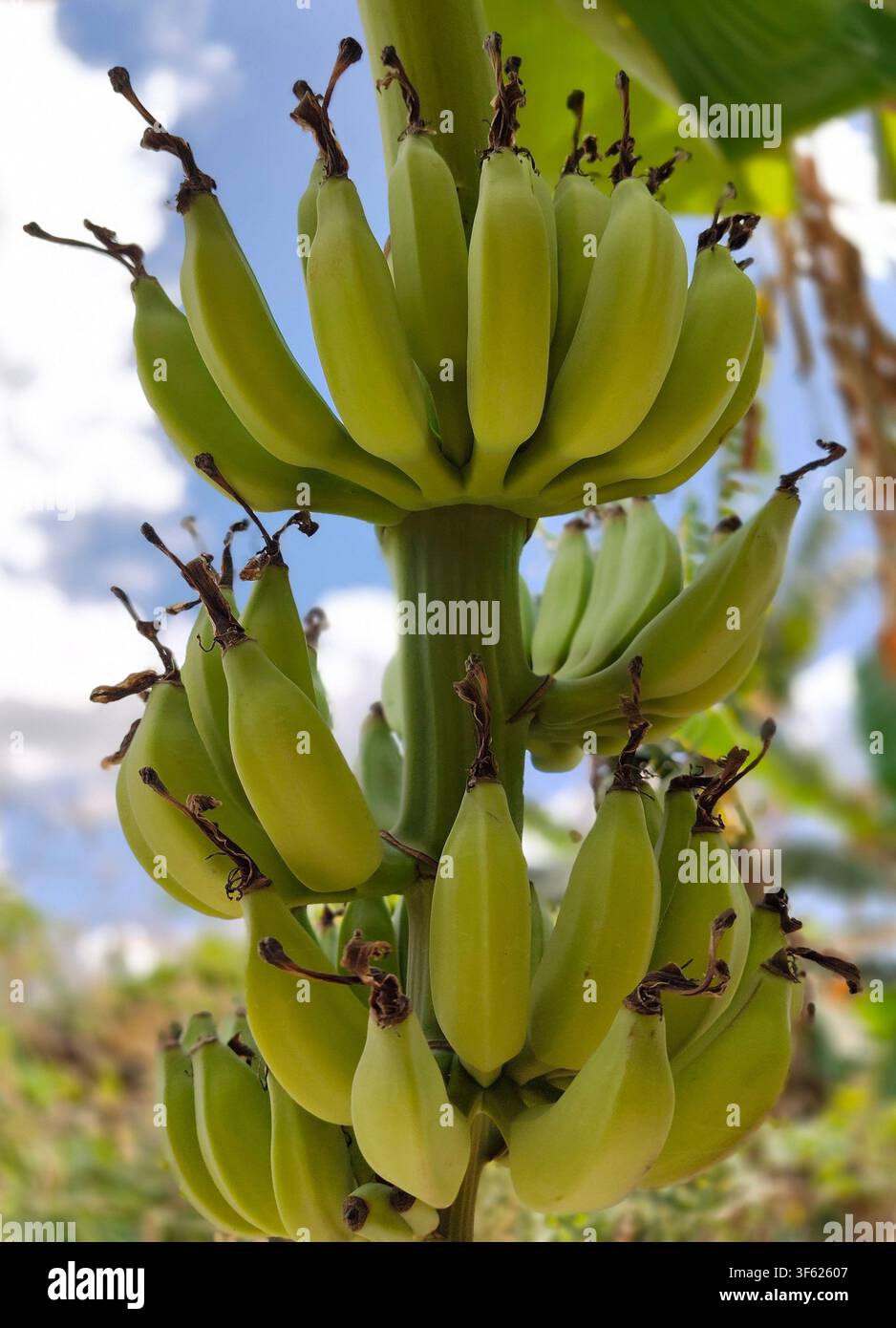Nahaufnahme eines frischen grünen unreifen Bananenbündels, das an einem Baum unter einem schönen bewölkten Himmel wächst. - Smartphone-aufgenommenes Stockfoto