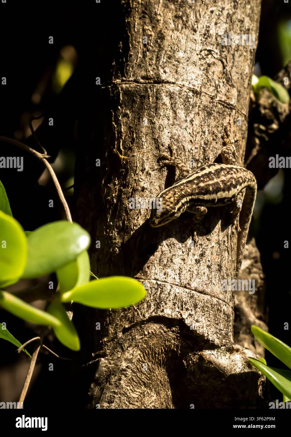 An unserer Gartenhecke sitzt ein Zwerggecko, ein winziges afrikanisches Reptil, das auf seinem eigenen Schatten sitzt und sich sonnt; das Auge, die Klauen und die Schuppen des Tieres sind deutlich zu erkennen. Stockfoto