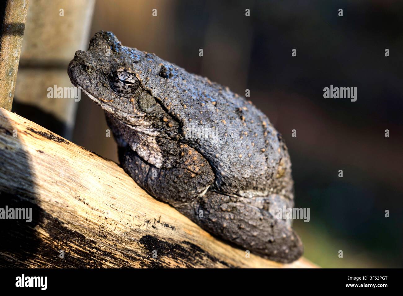 Eine große weibliche Schaumnest-Frösche, die völlig regungslos dasitzt, sich auf ihre Tarnung verlässt und in der Sonne badet in Ntabazinduna, Simbabwe. Stockfoto