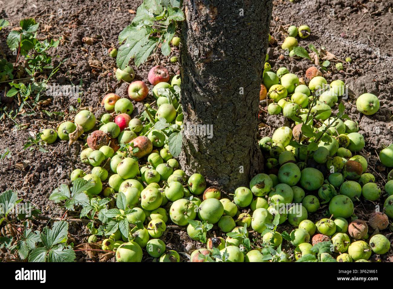 Gefallene Äpfel am Fuße des Apfelbaums. Verdorbene Äpfel. Stockfoto