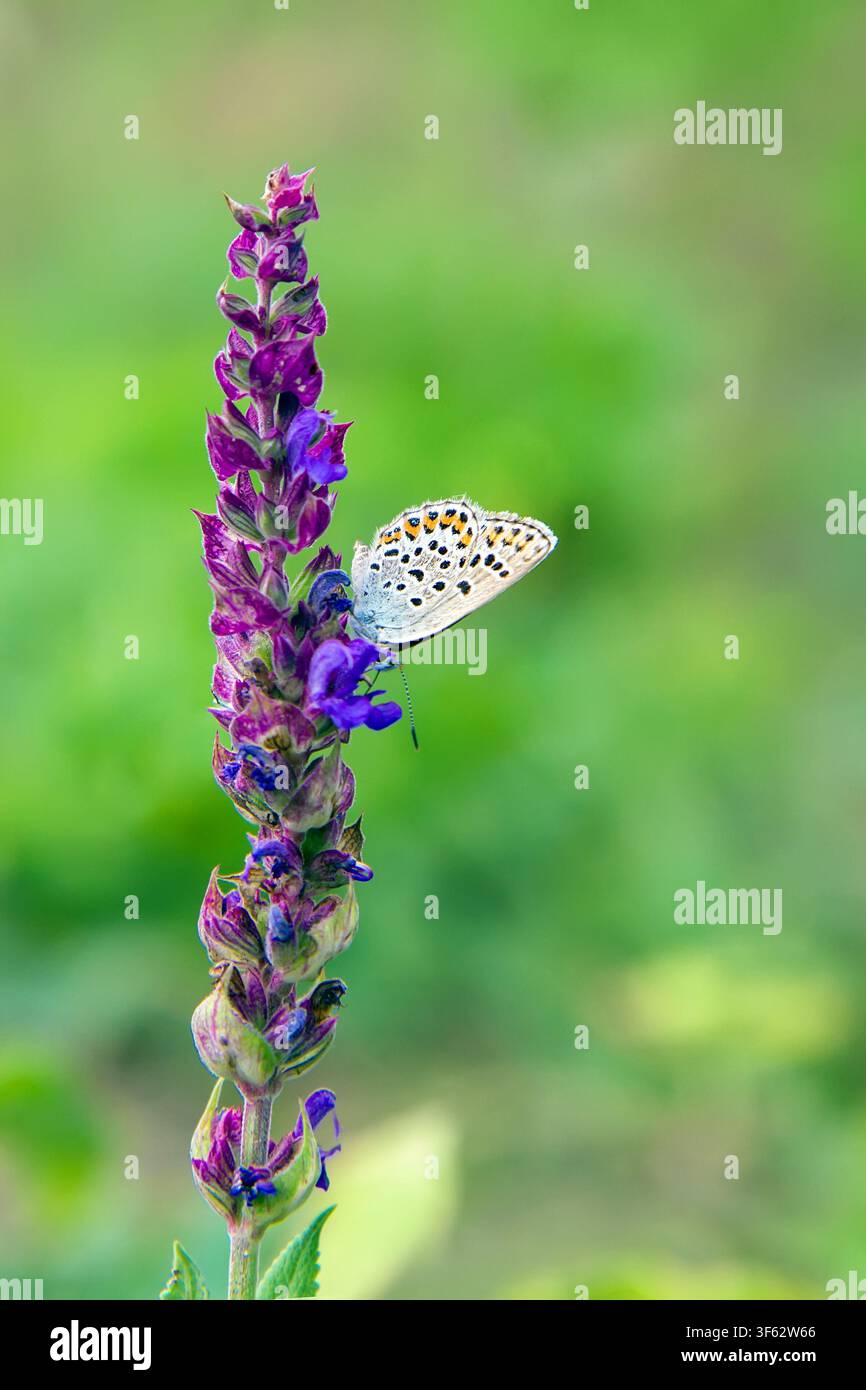 Ein bunter Schmetterling auf einer lila Blume. Vertikales Bild auf einem verschwommenen Hintergrund. Stockfoto