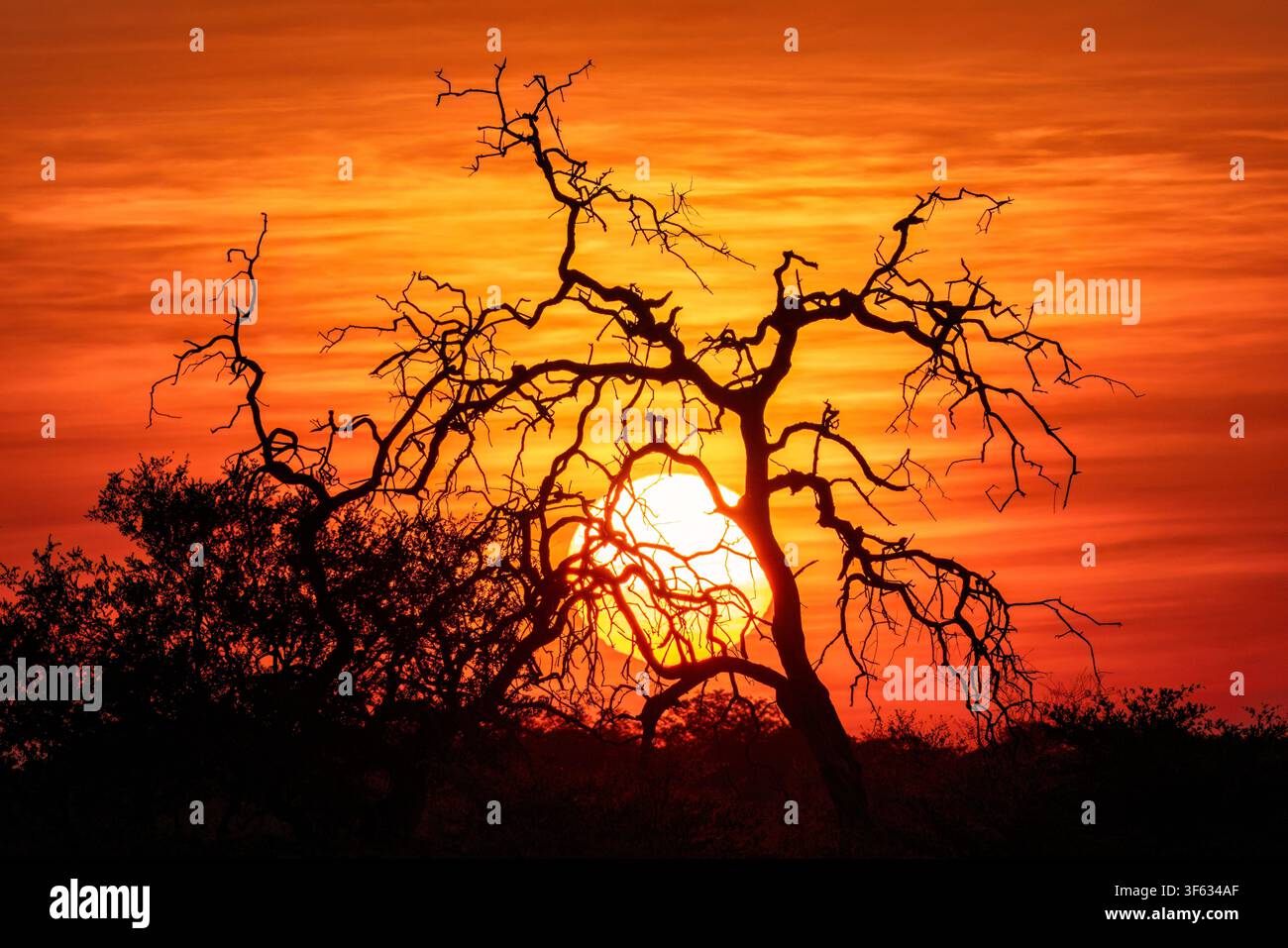 Lebendiger afrikanischer Sonnenuntergang - in der Nähe der Nambwa Zeltlodge, Bwabwata-Nationalpark, Kwando-Kernbereich, Sambesi-Region, Namibia, Afrika Stockfoto