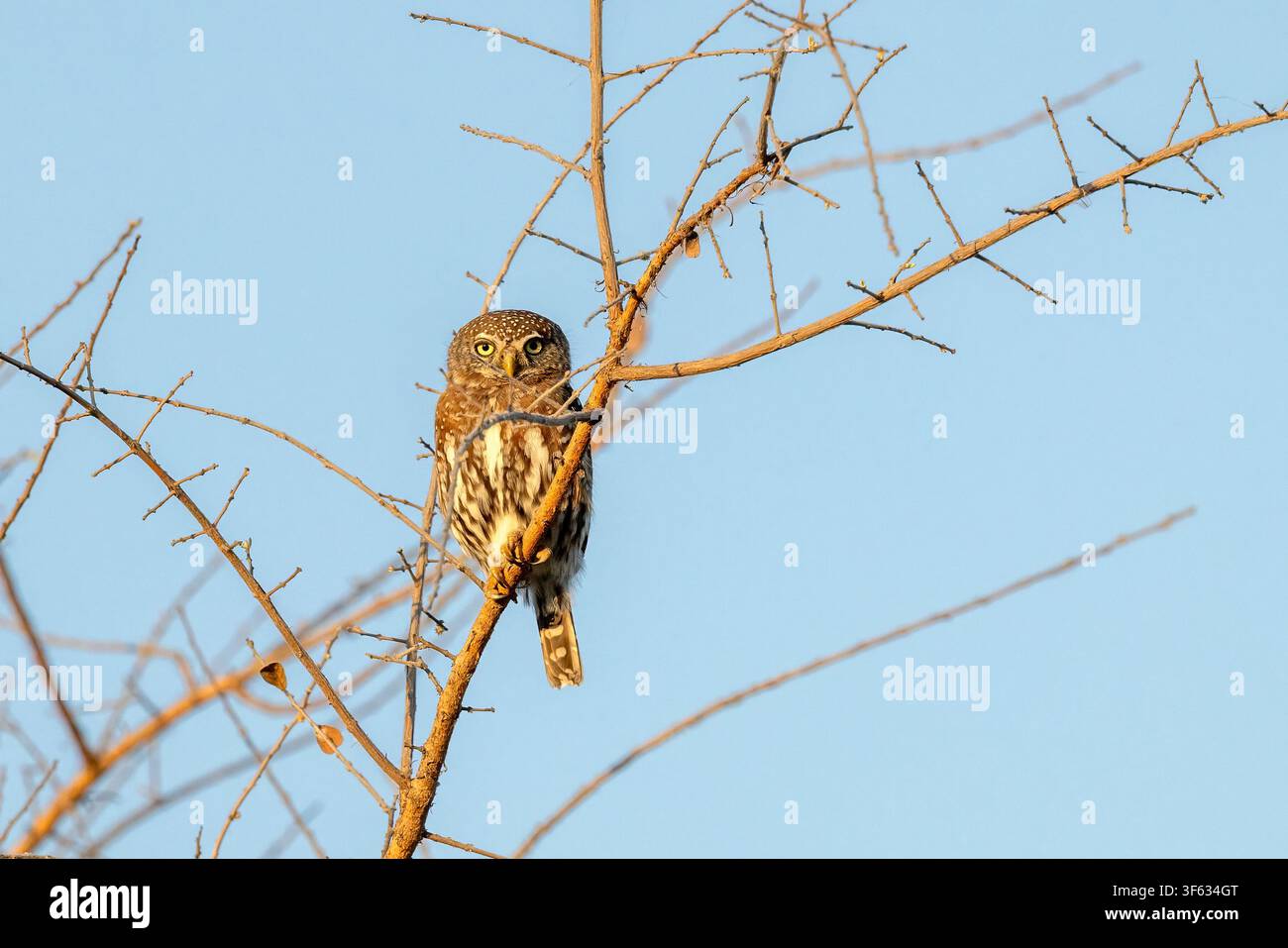 Perlfleck-Käuzchen (Glaucidium perlatum) - nahe Nambwa Tented Lodge, Bwabwata-Nationalpark, Kwando-Kerngebiet, Sambesi-Region, Namibia, Afrika Stockfoto