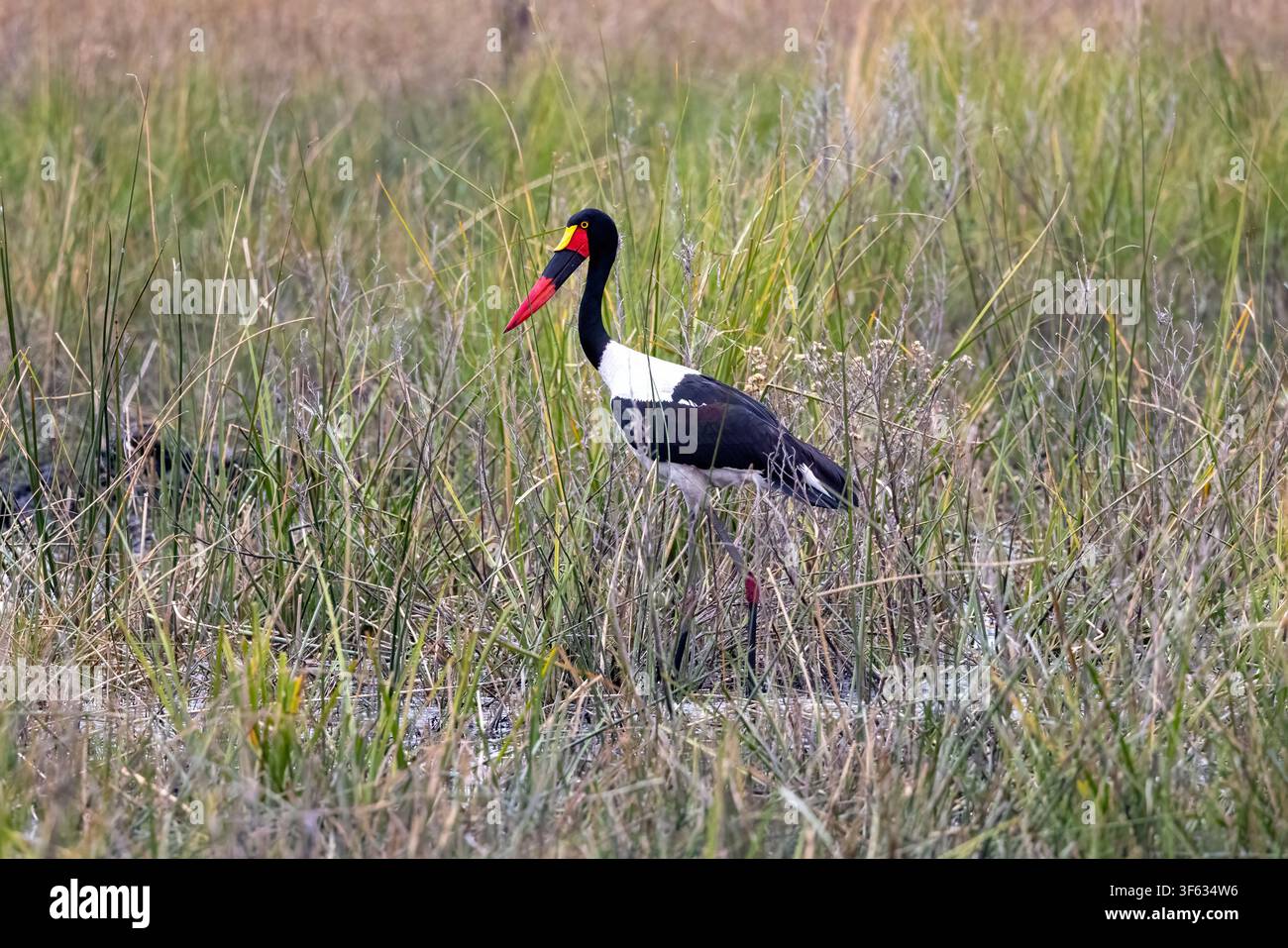 Weibliche Sattelschnabelstorch (Ephippiorhynchus senegalensis) - nahe Nkasa Linyanti Tented Camp, Nkasa Rupara Nationalpark, Sambesi-Region, Namibia, Afrika Stockfoto