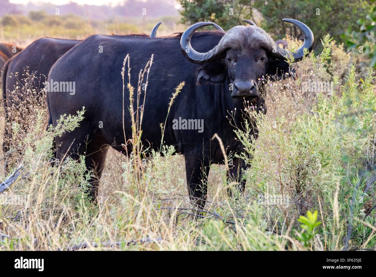 Kap-Buffel (Syncerus caffer caffer) Männchen - nahe Nkasa Linyanti Tented Camp, Nkasa Rupara Nationalpark, Sambesi-Region, Namibia, Afrika Stockfoto