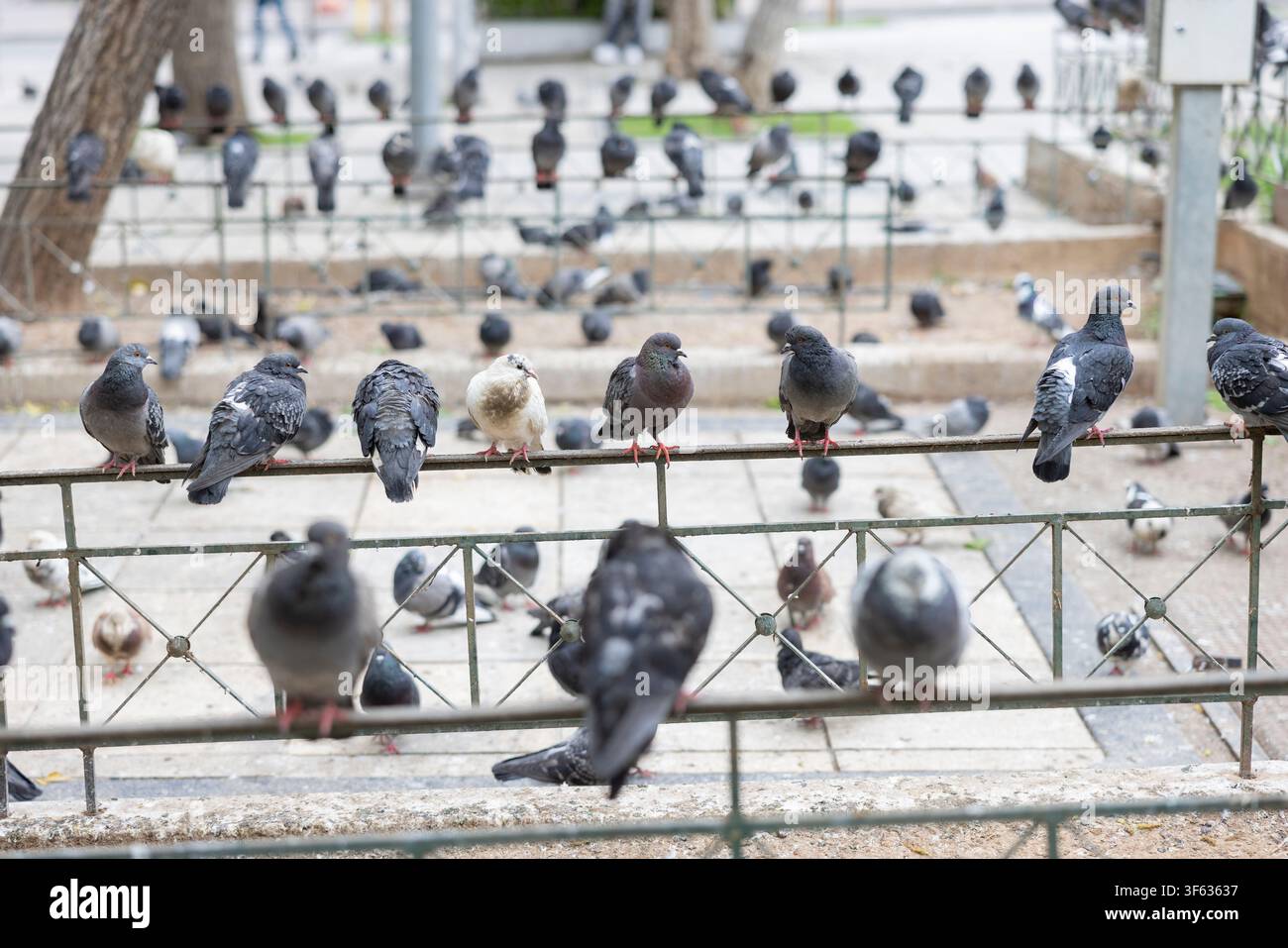 Stadttauben am Victoria Square in Athen, der Hauptstadt Griechenlands. Antike Stätten und urbane Tierwelt spiegeln den Charakter der Stadt wider. Stockfoto